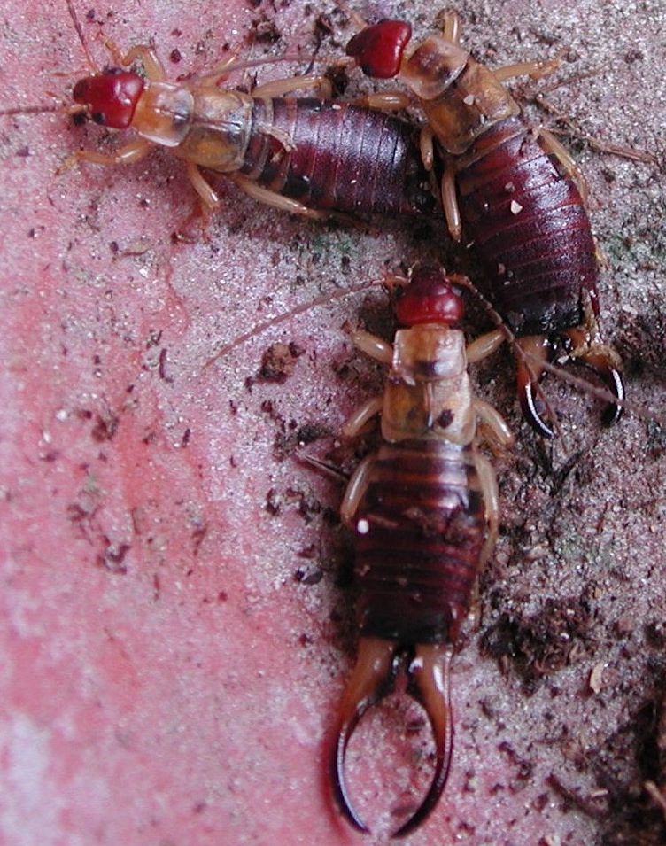 Forficula decipiens